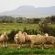 Carlton Heights Guesthouse - Natural landscape