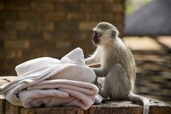 Bakubung Bush Lodge - 276418