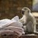Bakubung Bush Lodge - 276418