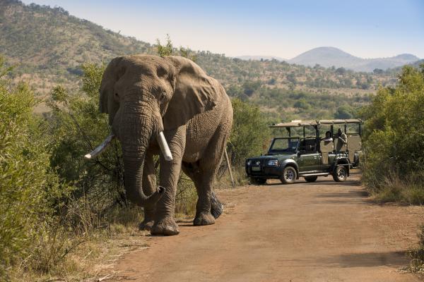 Bakubung Bush Lodge - 276419