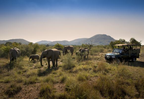 Bakubung Bush Lodge - 276420