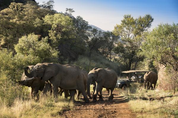 Kwa Maritane Bush Lodge - 276430
