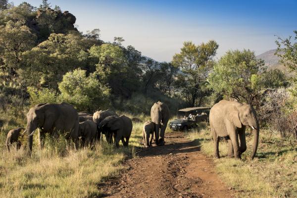Kwa Maritane Bush Lodge - 276431