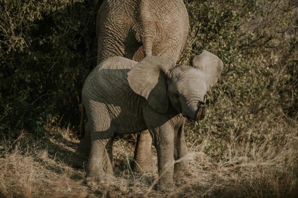 Tshukudu Bush Lodge - 276516