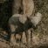 Tshukudu Bush Lodge - 276516