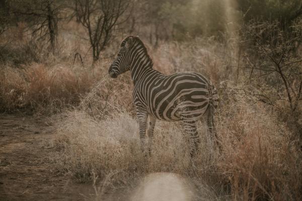 Tshukudu Bush Lodge - 276517