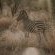 Tshukudu Bush Lodge - 276517