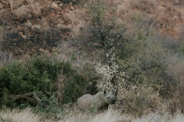 Tshukudu Bush Lodge - 276518
