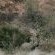 Tshukudu Bush Lodge - 276518