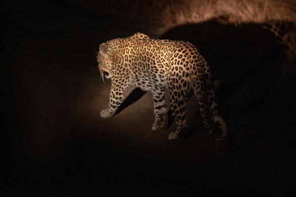 Tshukudu Bush Lodge - 276519