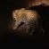 Tshukudu Bush Lodge - 276519