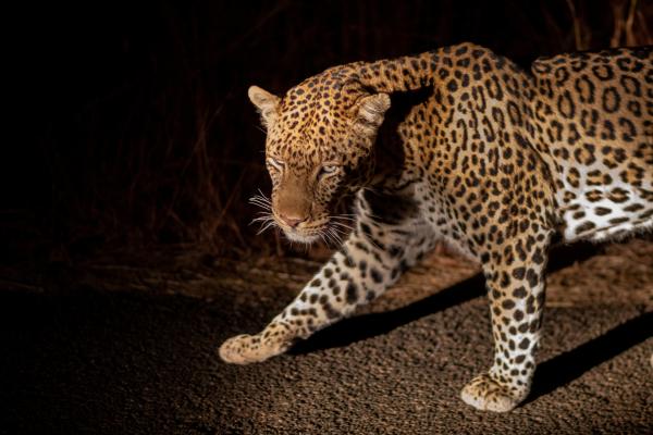 Tshukudu Bush Lodge - 276520