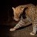 Tshukudu Bush Lodge - 276520
