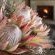 Botlierskop Private Game Reserve - 277411