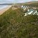 Wilderness Dunes - 277733