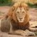 Inyati Game Lodge - 278501