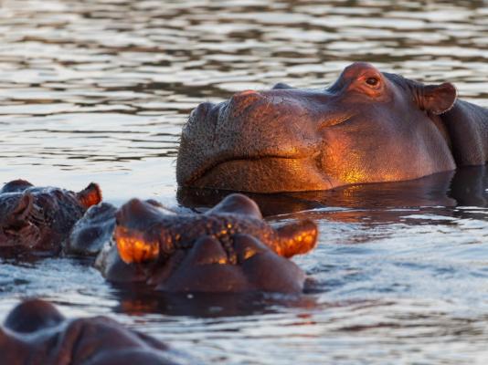 Inyati Game Lodge - 278502