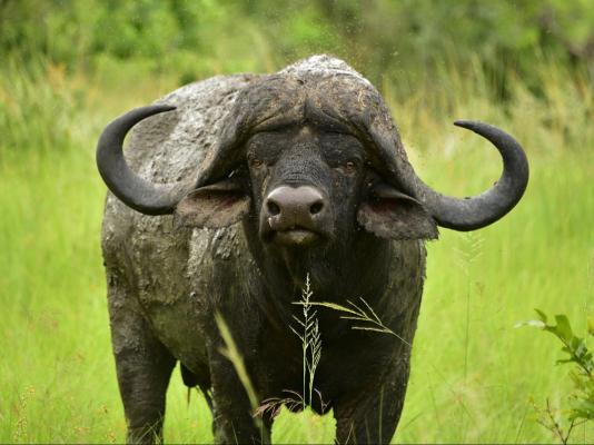 Inyati Game Lodge - 278503
