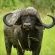 Inyati Game Lodge - 278503