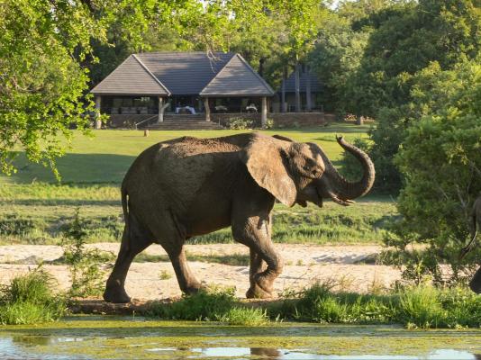 Inyati Game Lodge - 278504