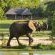 Inyati Game Lodge - 278504