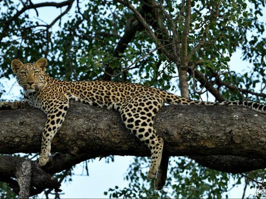 Inyati Game Lodge - 278516