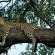 Inyati Game Lodge - 278516