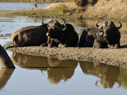 Inyati Game Lodge - 278523