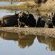 Inyati Game Lodge - 278523
