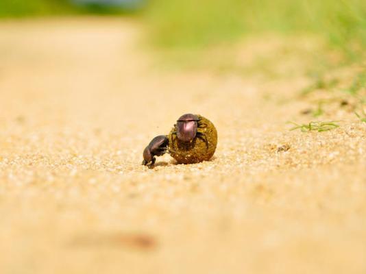 Inyati Game Lodge - 278525