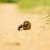 Inyati Game Lodge - 278525