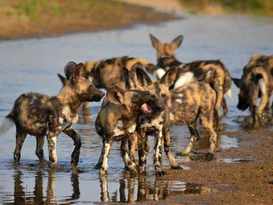 Inyati Game Lodge - 278526