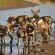 Inyati Game Lodge - 278526