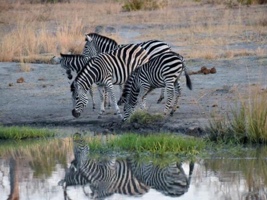 Inyati Game Lodge - 278527