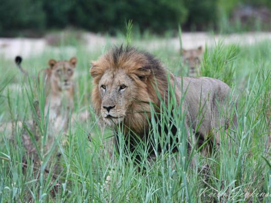 Inyati Game Lodge - 278528