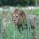 Inyati Game Lodge - 278528
