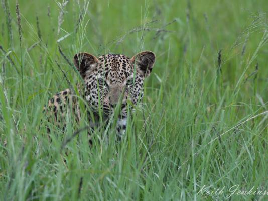 Inyati Game Lodge - 278529