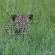 Inyati Game Lodge - 278529