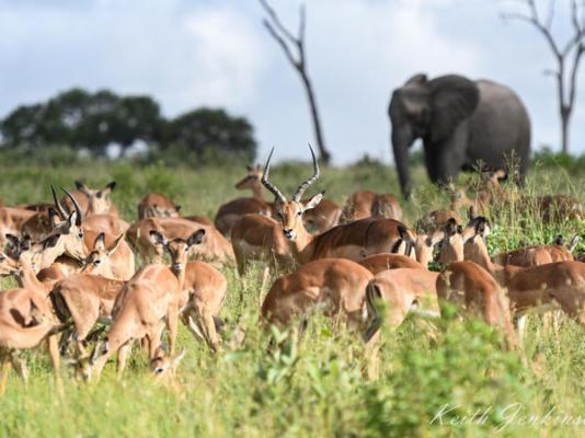 Inyati Game Lodge - 278530
