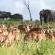 Inyati Game Lodge - 278530