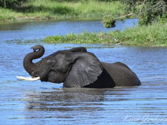 Inyati Game Lodge - 278531