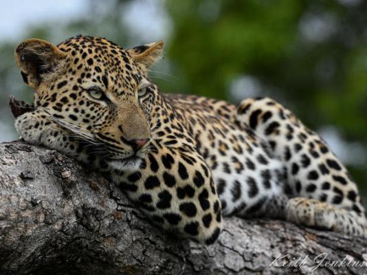 Inyati Game Lodge - 278532