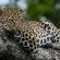 Inyati Game Lodge - 278532