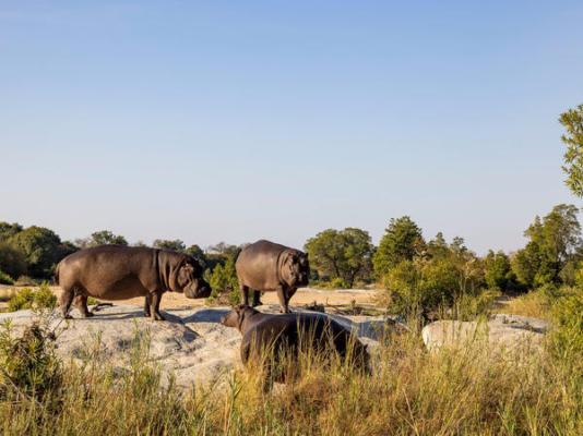 Inyati Game Lodge - 278533