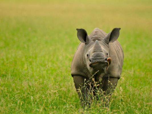 Inyati Game Lodge - 278534