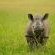 Inyati Game Lodge - 278534