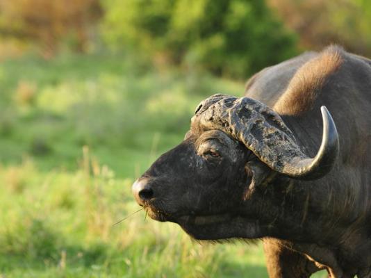 Inyati Game Lodge - 278557