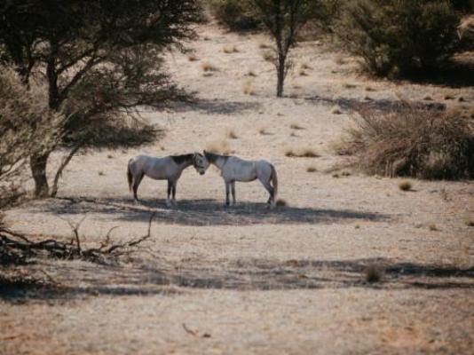 Dreghorn Kalahari Game Farm - Natural landscape