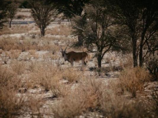 Dreghorn Kalahari Game Farm - Natural landscape