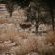 Dreghorn Kalahari Game Farm - Natural landscape